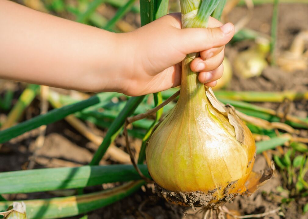 #12. Onions
